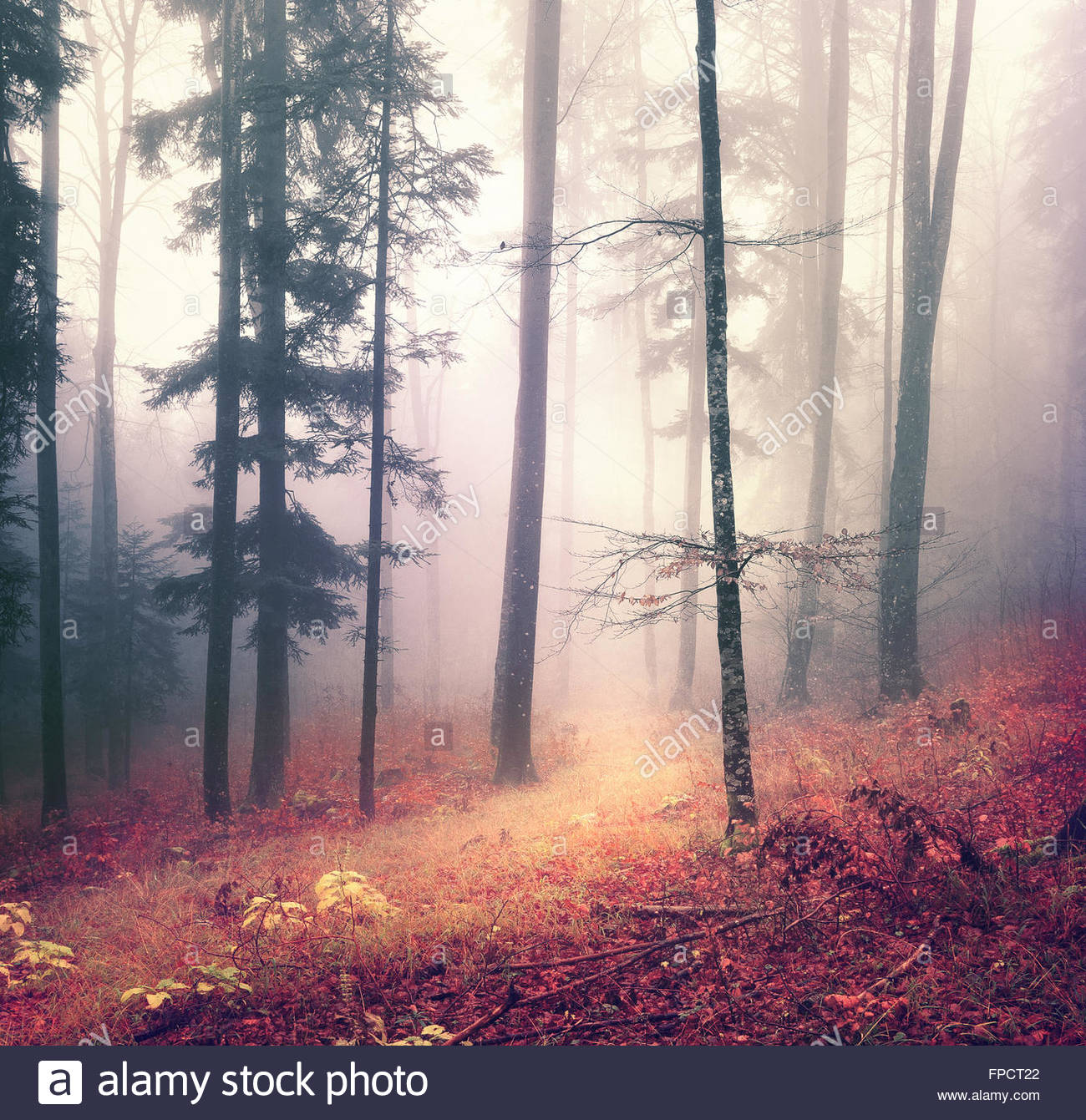 Magic Autumn Season Color Forest Tree Background With Bright Orange Red Path Beautiful Seasonal Woodland