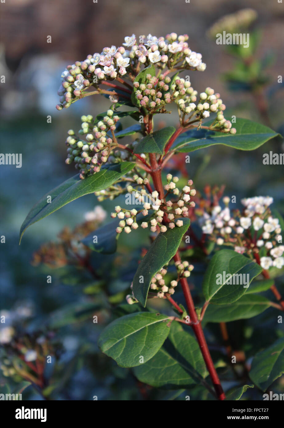 The beautiful early spring flowering shrub, Viburnum tinus also known as Laurestine. Stock Photo