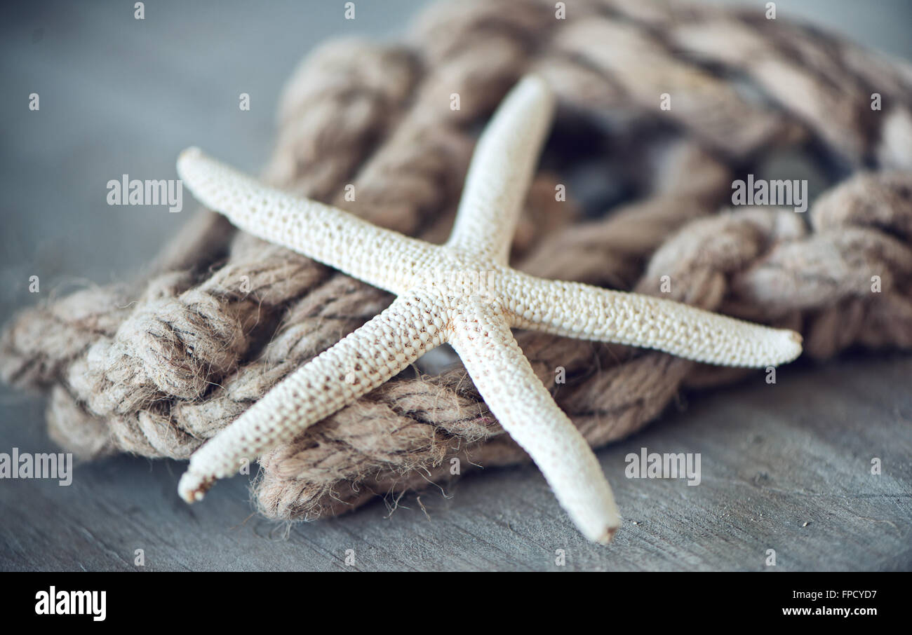 Dried Starfish High Resolution Stock Photography and Images - Alamy