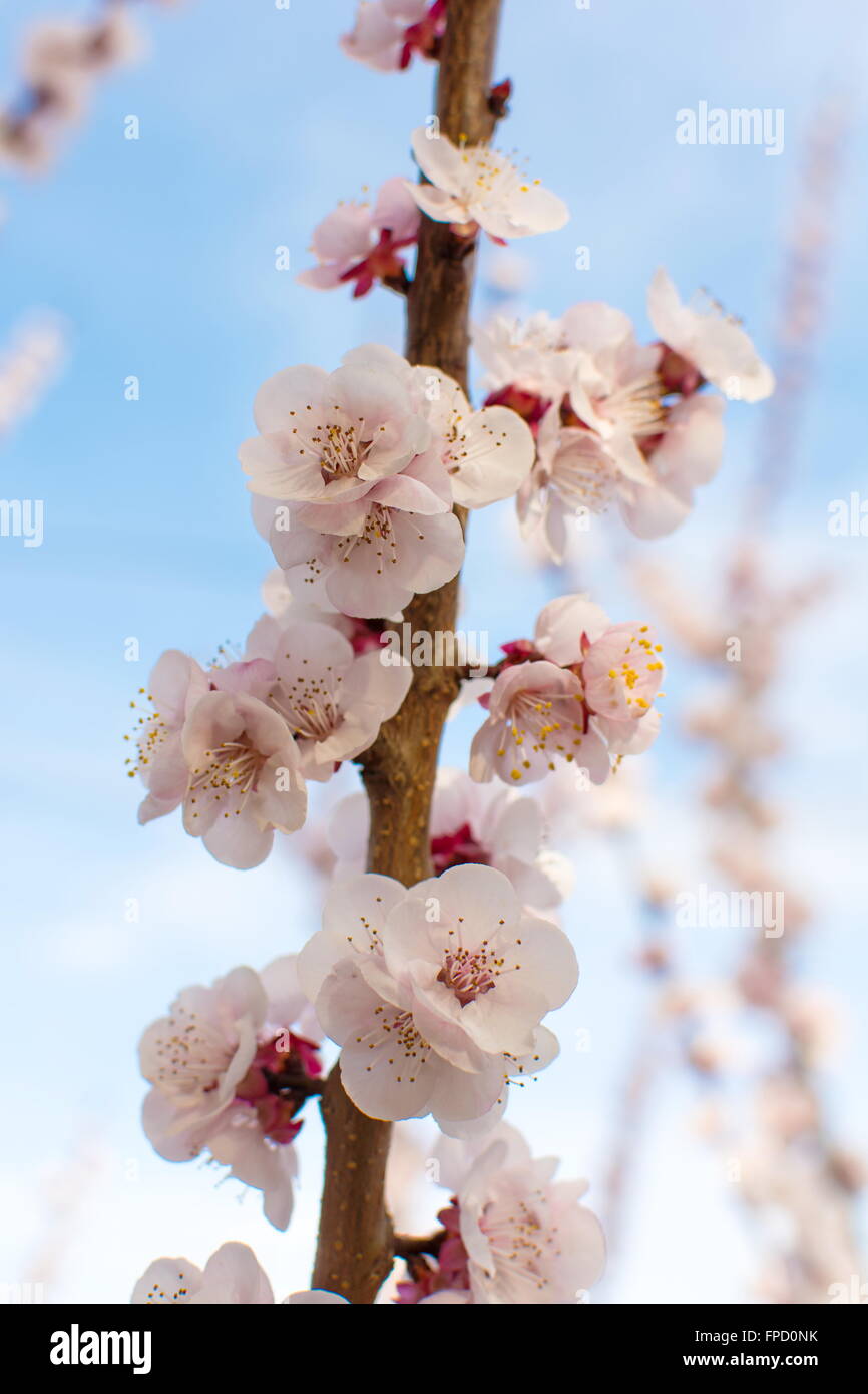 Cherry blossom flowers on a tree branch outdoors Stock Photo