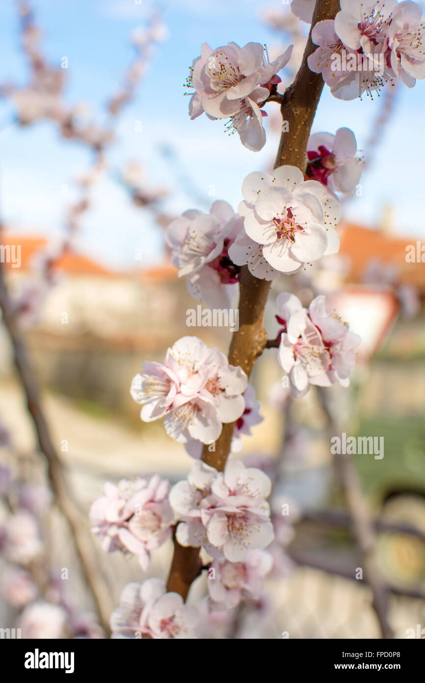 Cherry blossom flowers on a tree branch outdoors Stock Photo