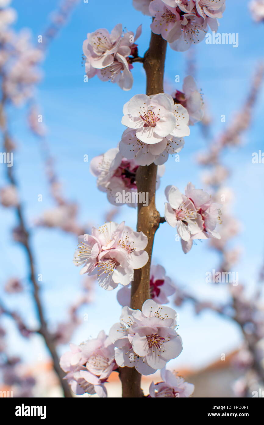 Cherry blossom flowers on a tree branch outdoors Stock Photo