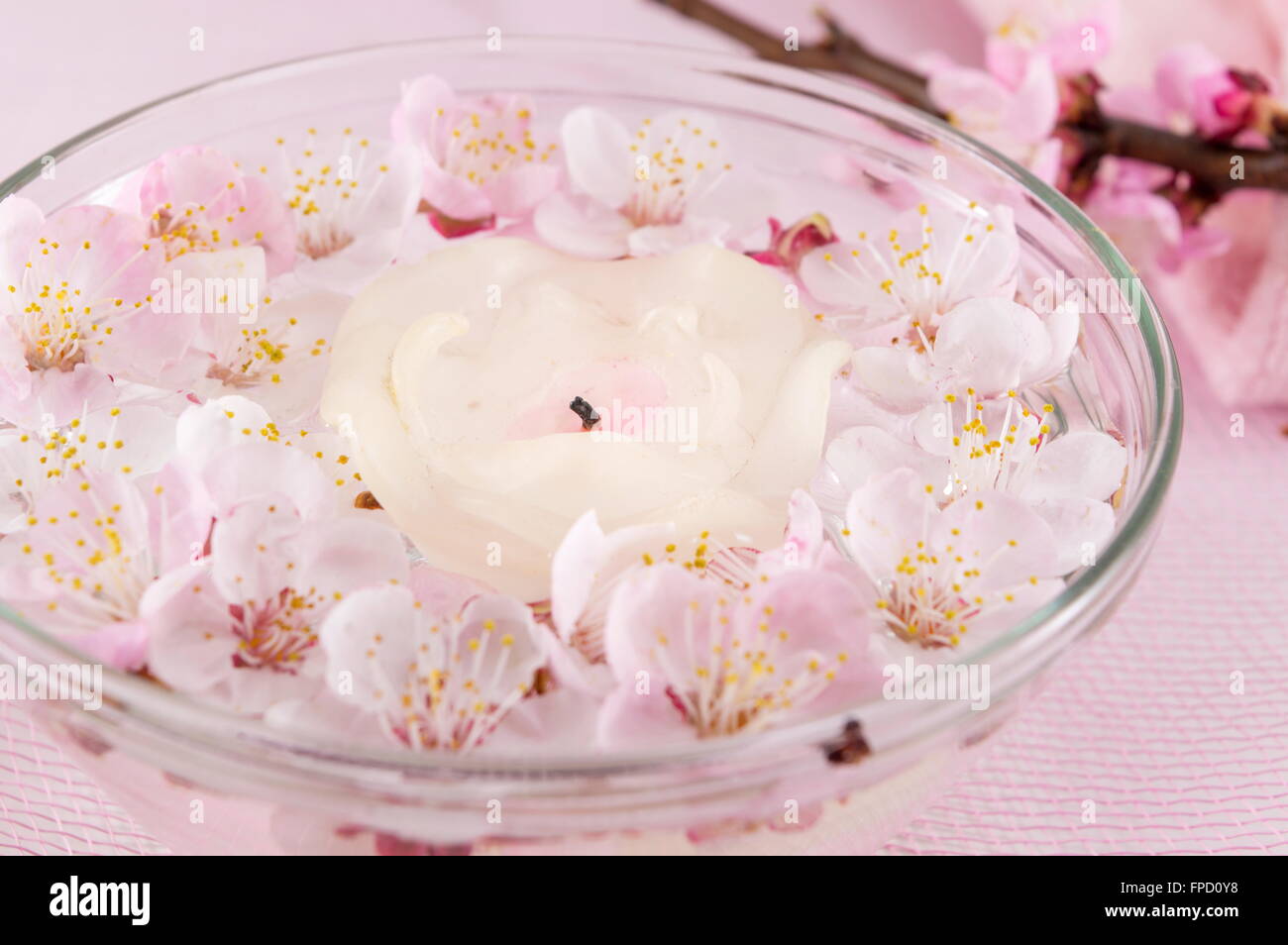 Cherry blossom flowers in a bowl of water Stock Photo