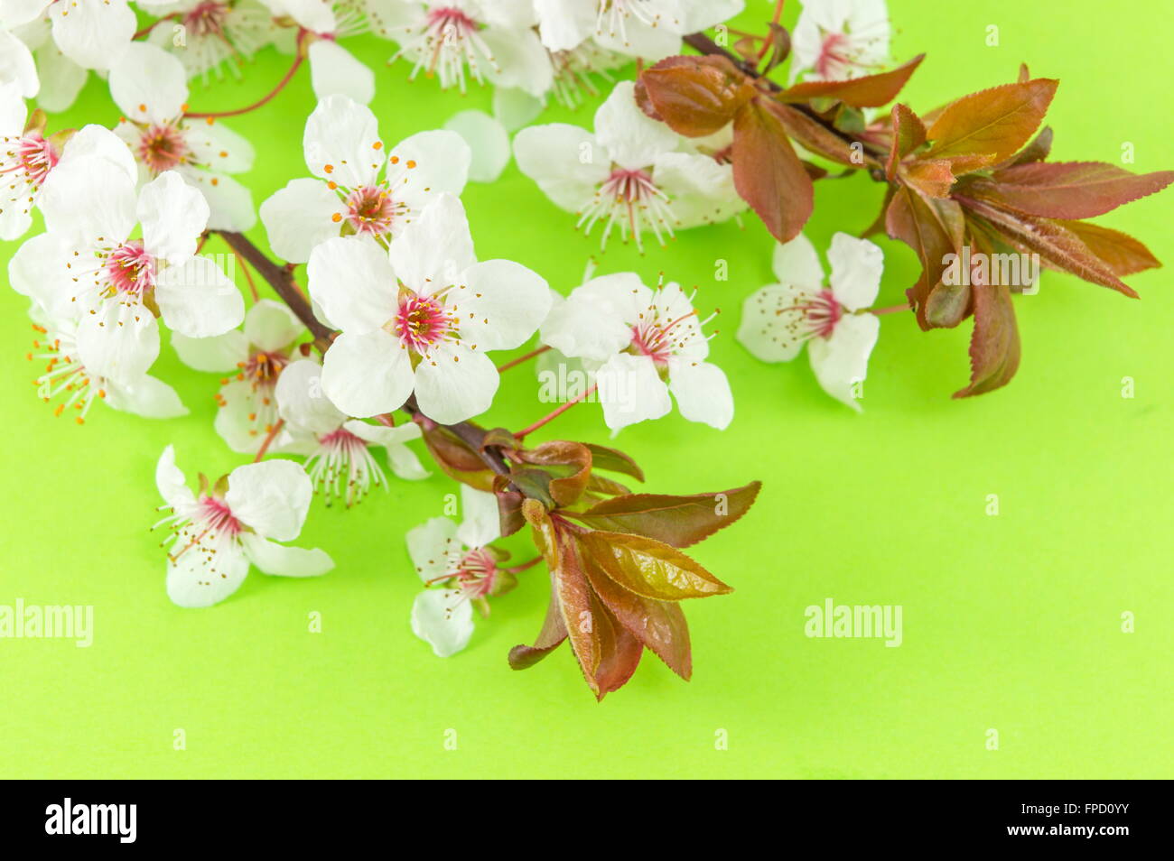 Blooming flowers on tree branches Sprnig time Stock Photo