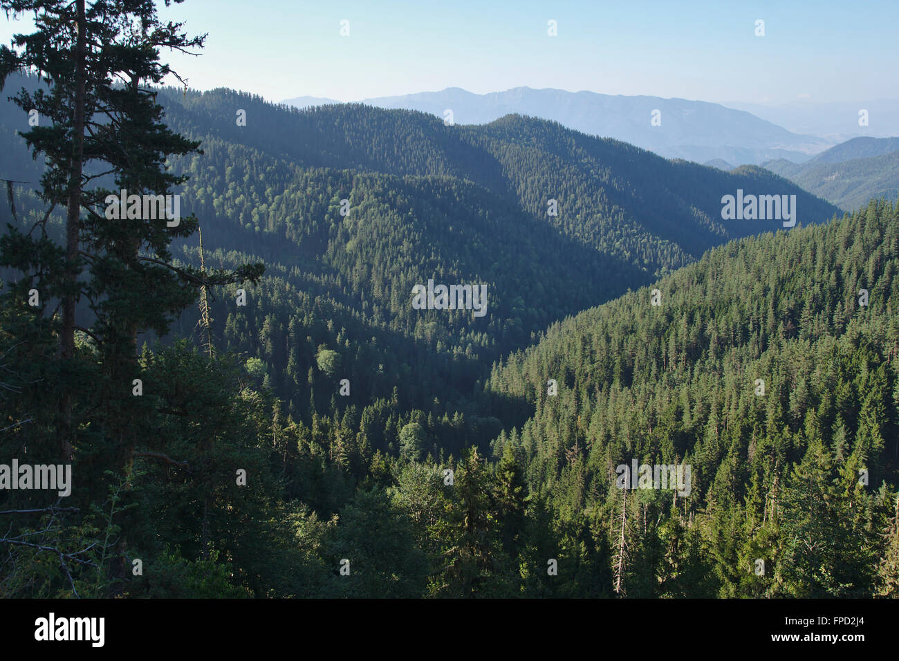 Mountains and forest in BorjomiKharagauli National Park, Stock Photo Alamy