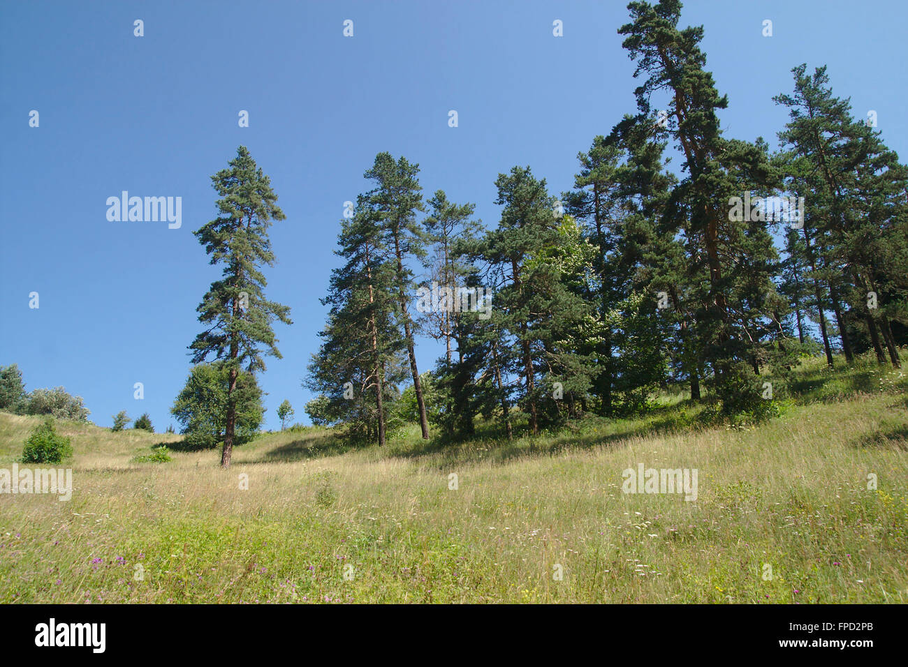Mountains and forest in BorjomiKharagauli National Park, Stock Photo Alamy