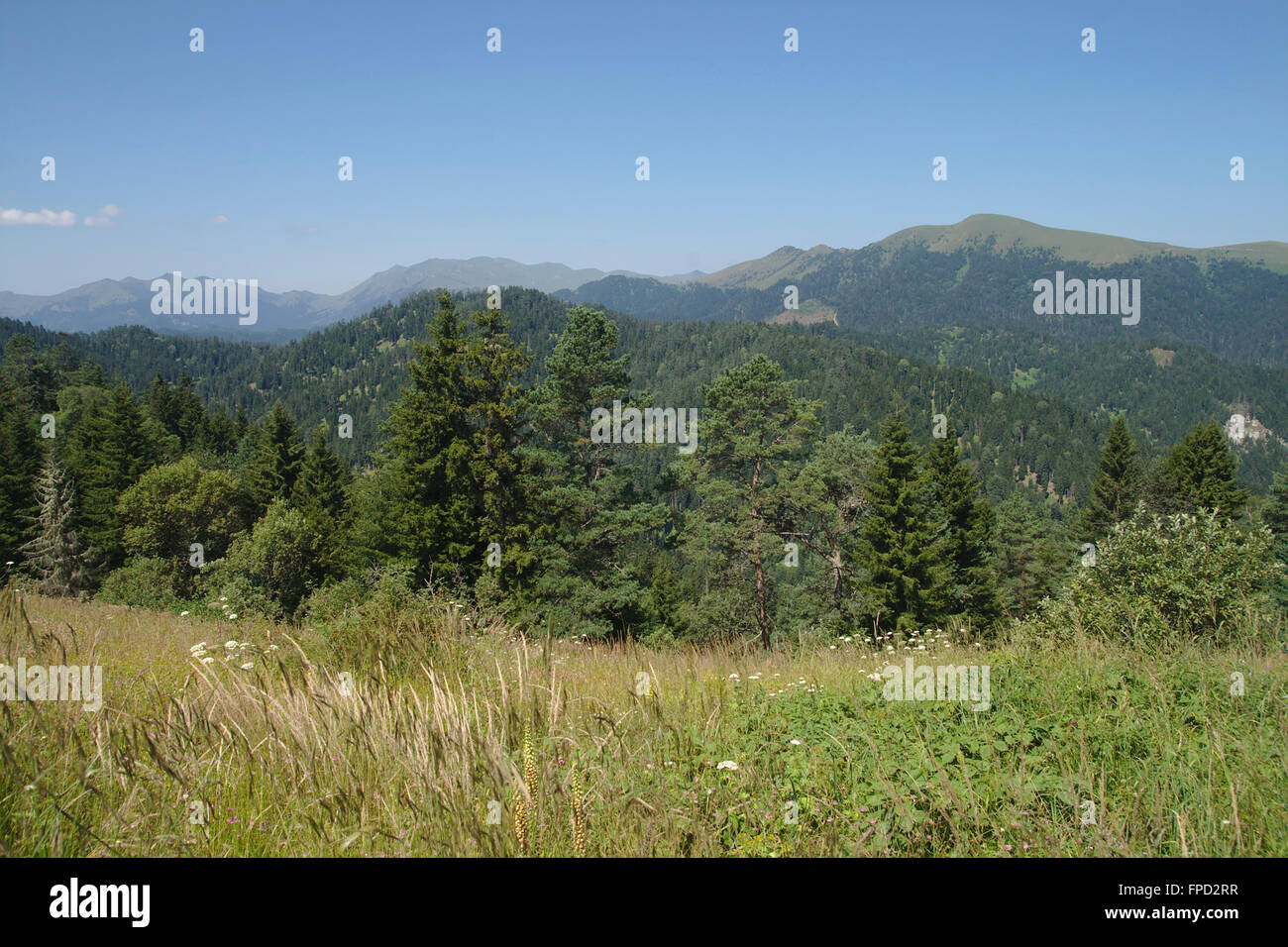 Mountains and forest in BorjomiKharagauli National Park, Stock Photo Alamy