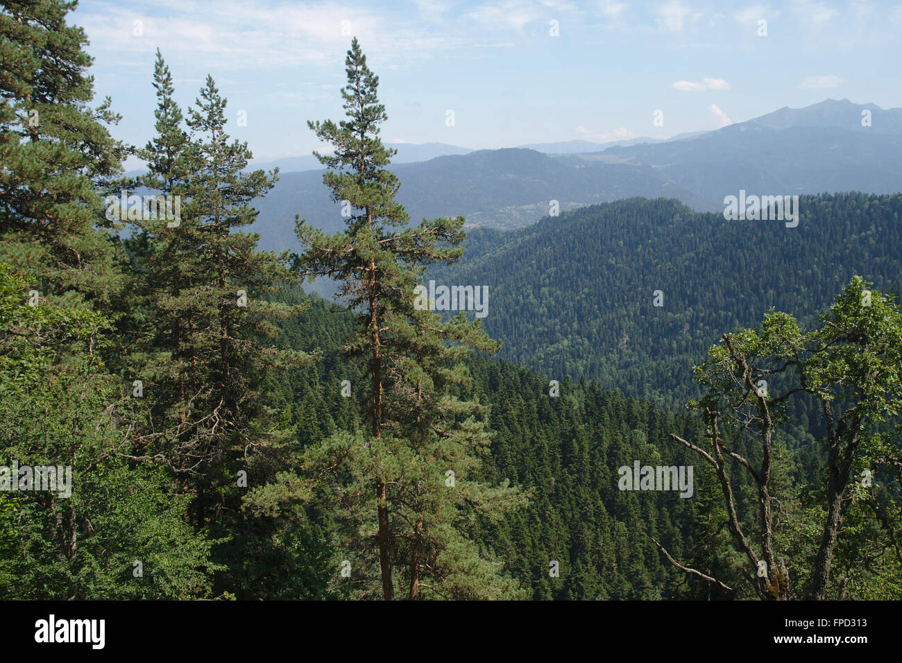 Mountains and forest in BorjomiKharagauli National Park, Stock Photo Alamy