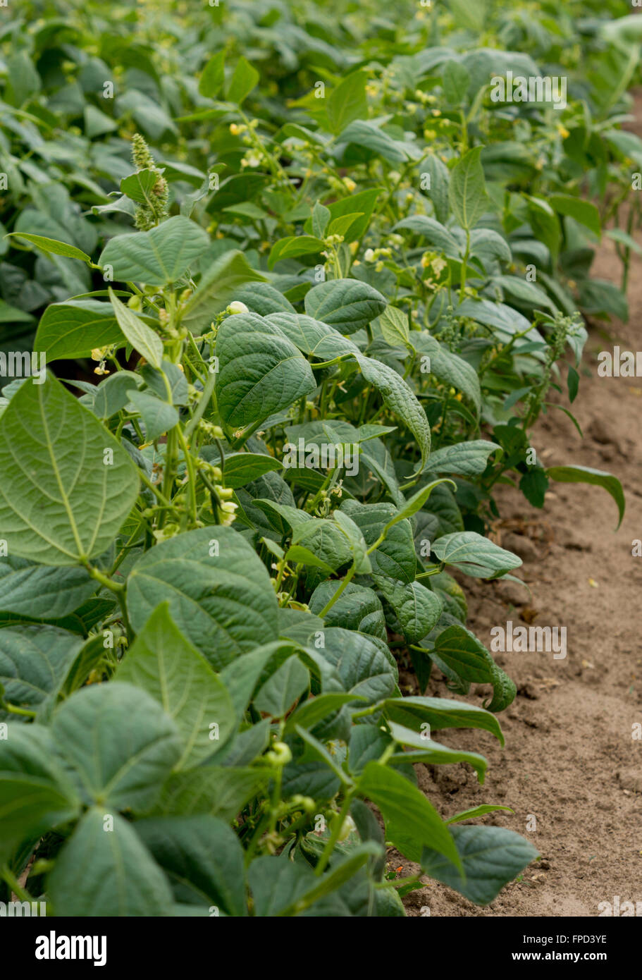 healthy and fresh bean growing on the field Stock Photo Alamy