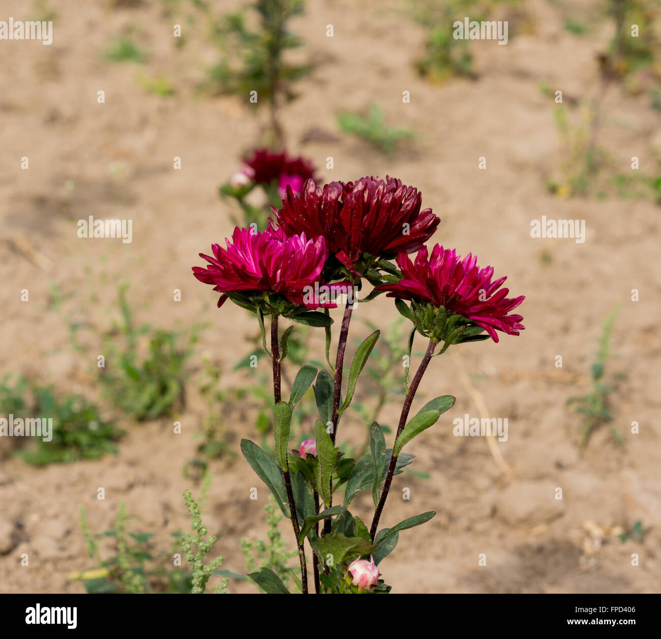 some small chrysanthemum growing on the field Stock Photo Alamy