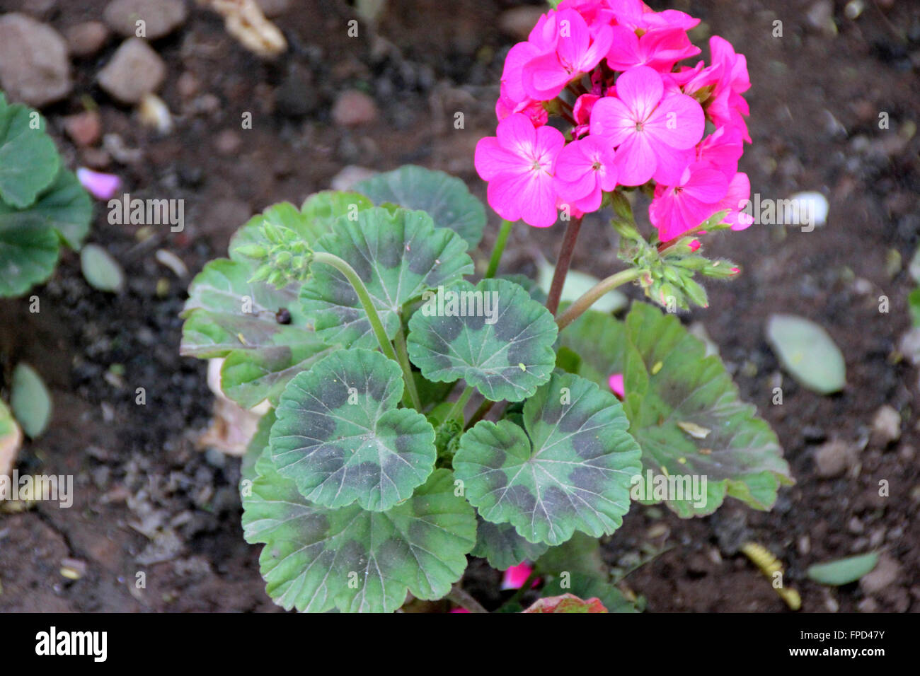 Pelargonium zonale, Garden Geranium, small ornamental shrub with rounded cordate leaves with circular reddish purple patch Stock Photo