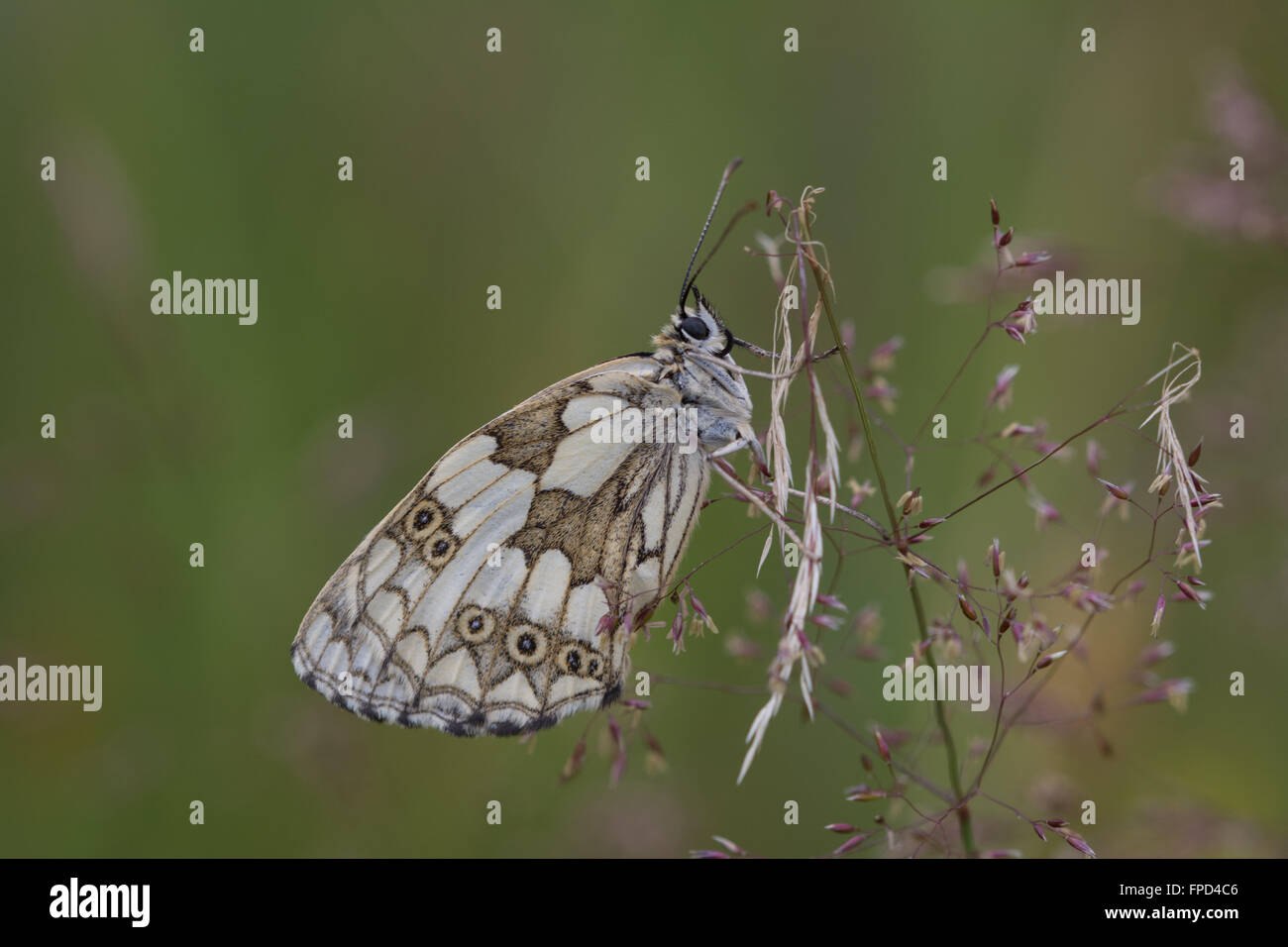Marbled white butterfly (Melanargia galathea) in meadow Stock Photo