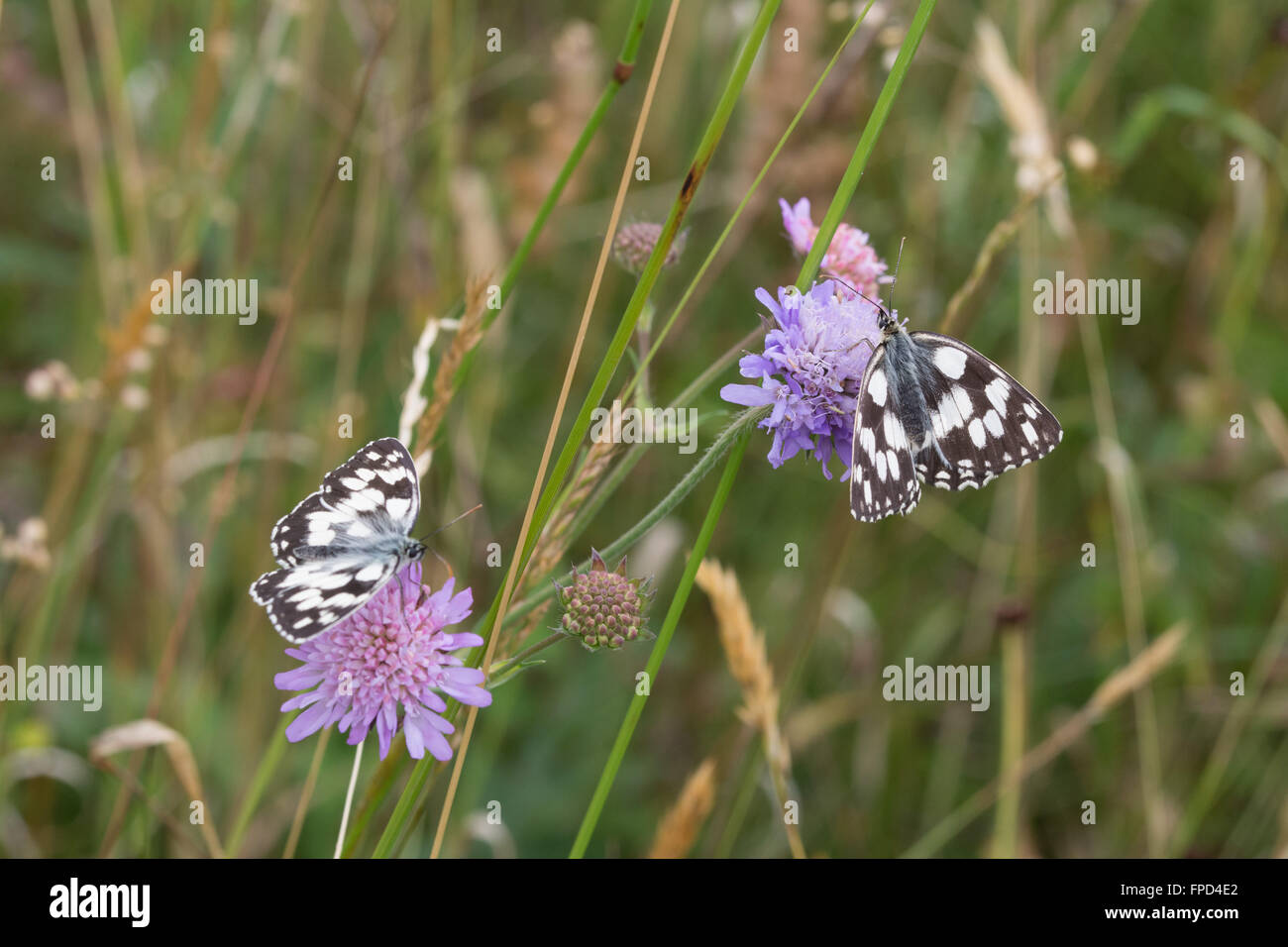 Two marbled white butterflies (Melanargia galathea)on scabious flowers in a wildflower meadow Stock Photo