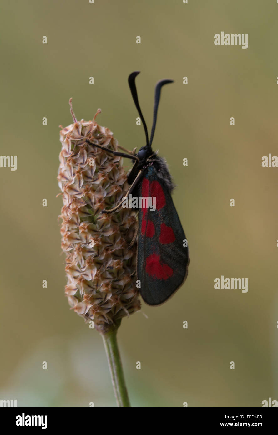 Six-spot burnet moth (Zygaena filipendulae) on grass head in meadow Stock Photo