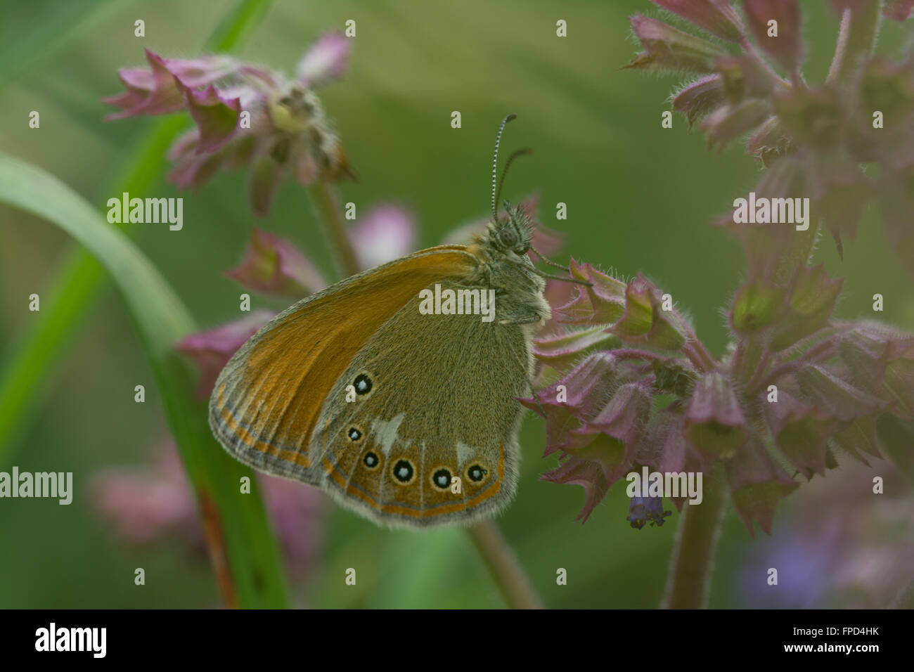Chestnut Heath butterfly (Coenonympha glycerion) Stock Photo
