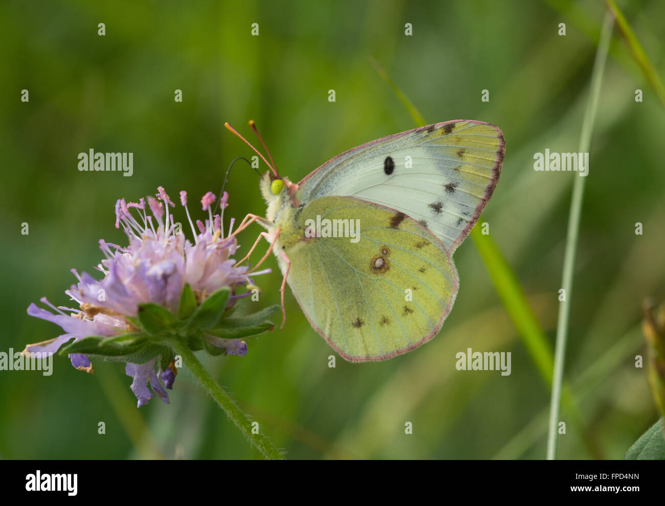 Pale clouded yellow butterfly (Colias hyale) on scabious flower in Aggtelek National Park, Hungary Stock Photo