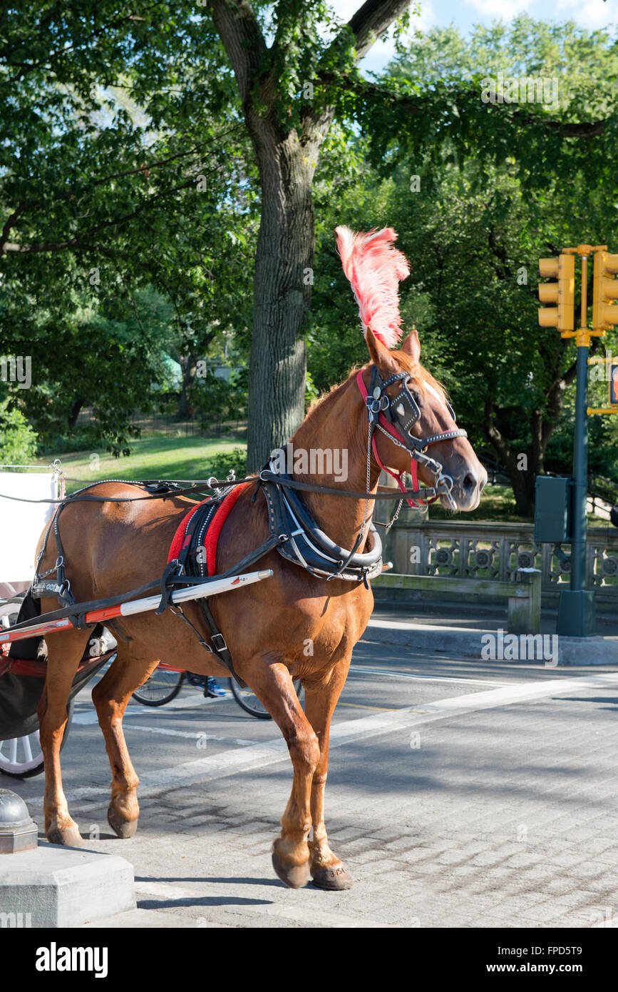 Horse Feather Plume Stock Photos & Horse Feather Plume Stock Images Alamy