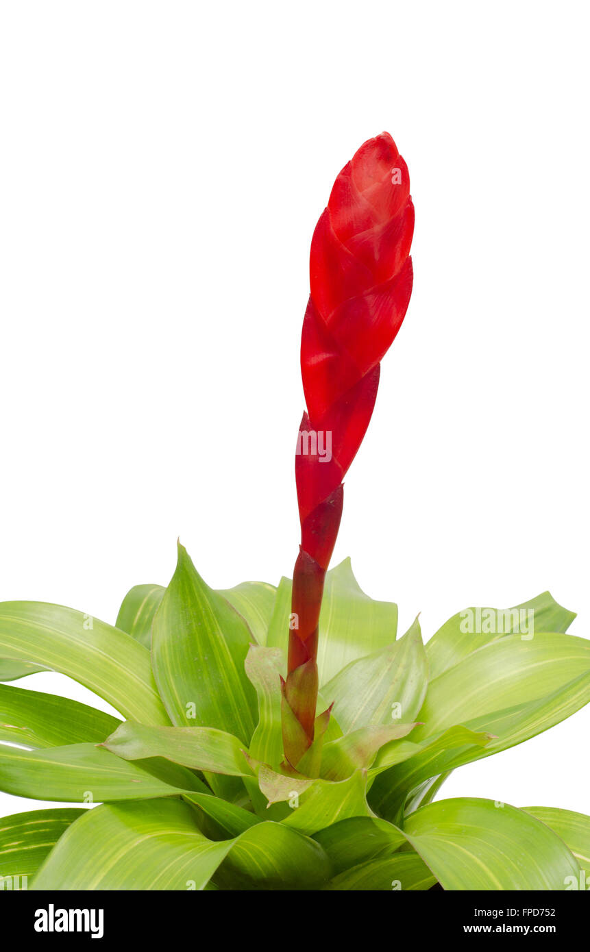 bromeliad isolated on white background Stock Photo