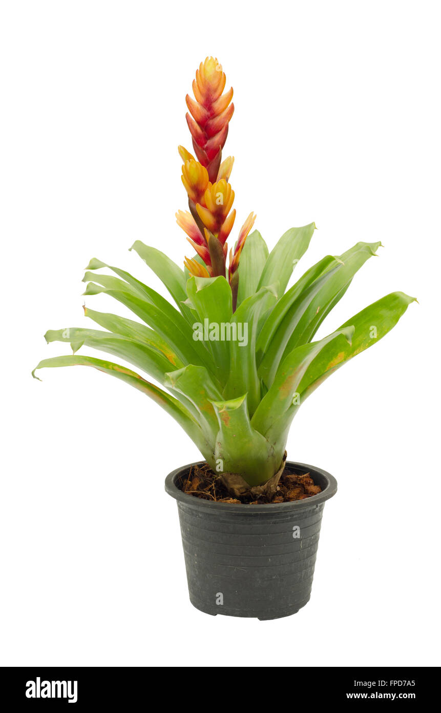 bromeliad isolated on white background Stock Photo