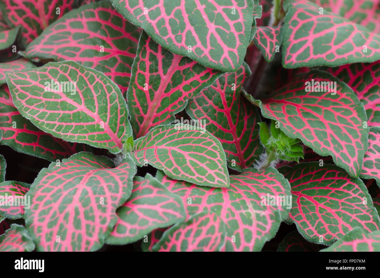 Episcia leaf background Stock Photo