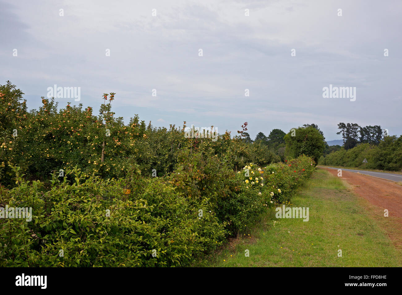 Apple orchards in Elgin valley, Overberg, Western Cape Province, South