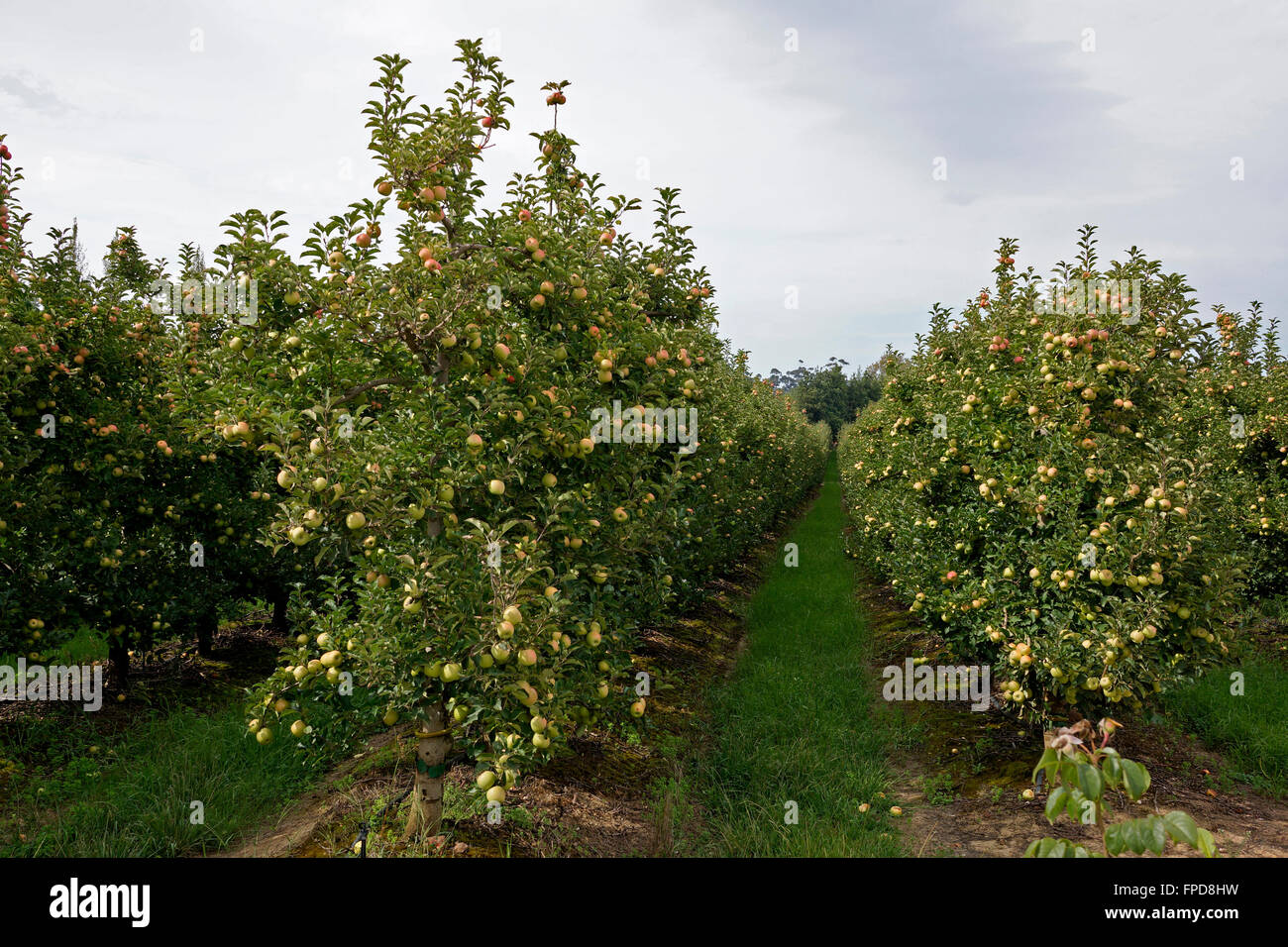 Apple orchards in Elgin valley, Overberg, Western Cape Province, South