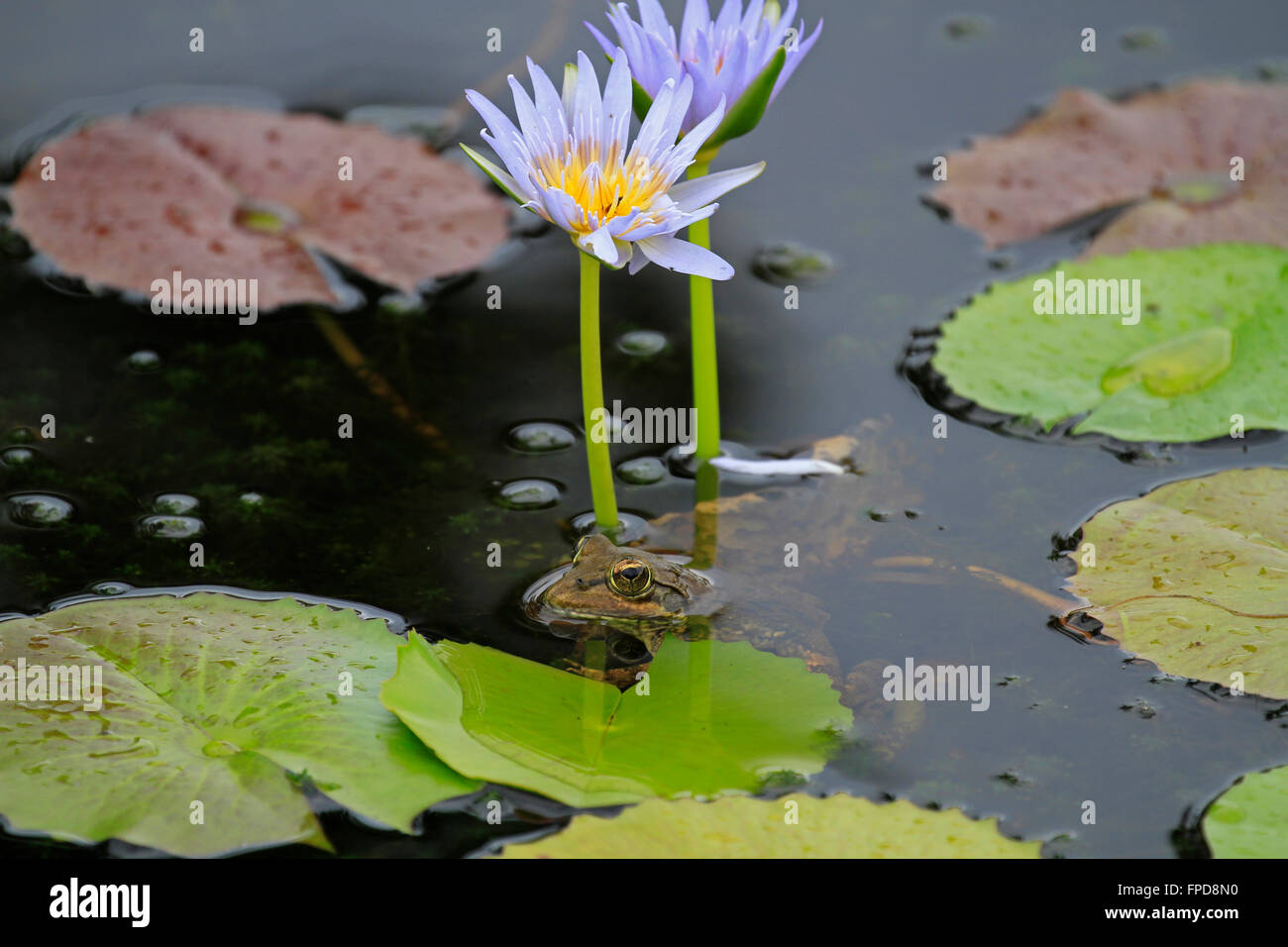 Cape river frog (Amietia fuscigula) next to a Blue water lily (Nymphaea caerulea) in the Harold Porter Garden Stock Photo
