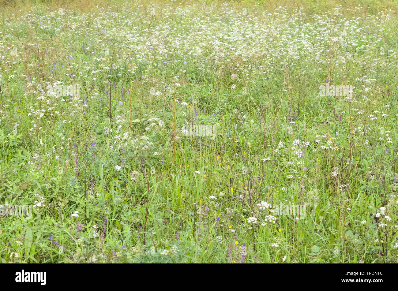 White flowers summer background hi res stock photography and images Alamy