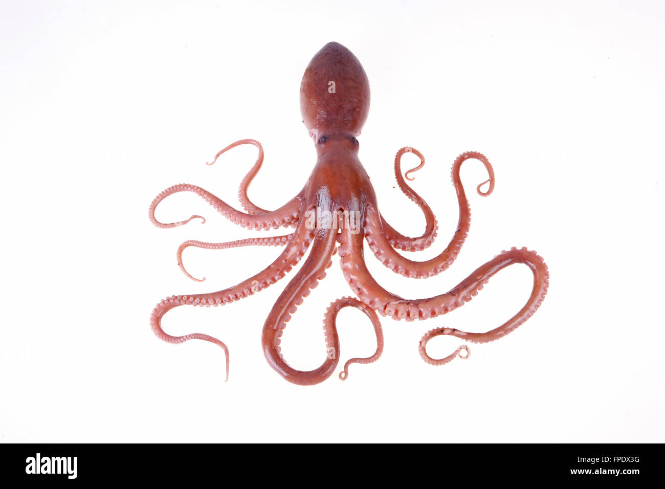 Octopus studio hi-res stock photography and images - Alamy