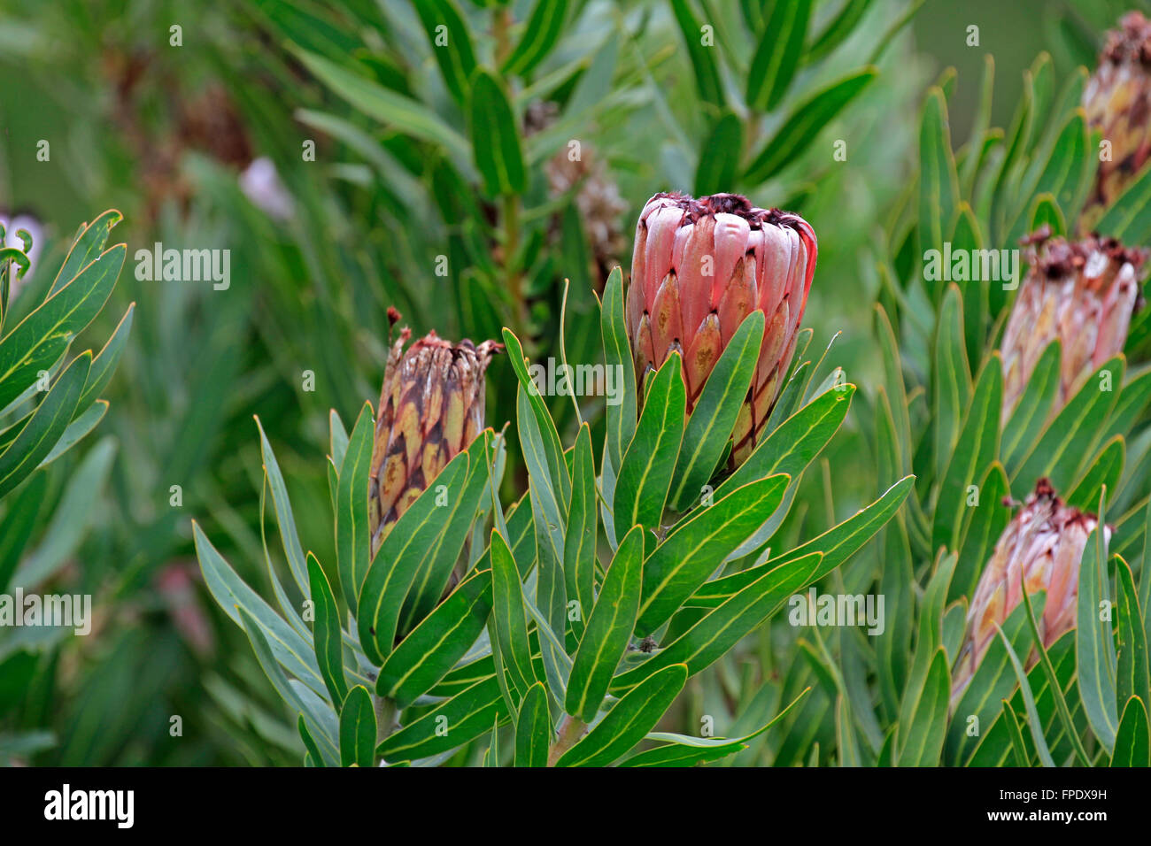 Protea flowering in the Harold Porter National Botanical Garden, Betty's Bay, Western Cape Province, South Africa. Stock Photo