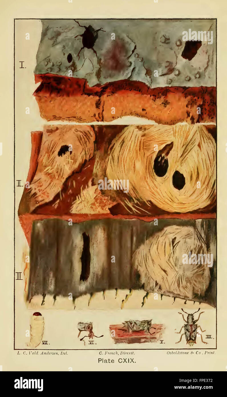 A handbook of the destructive insects of Victoria Stock Photo - Alamy