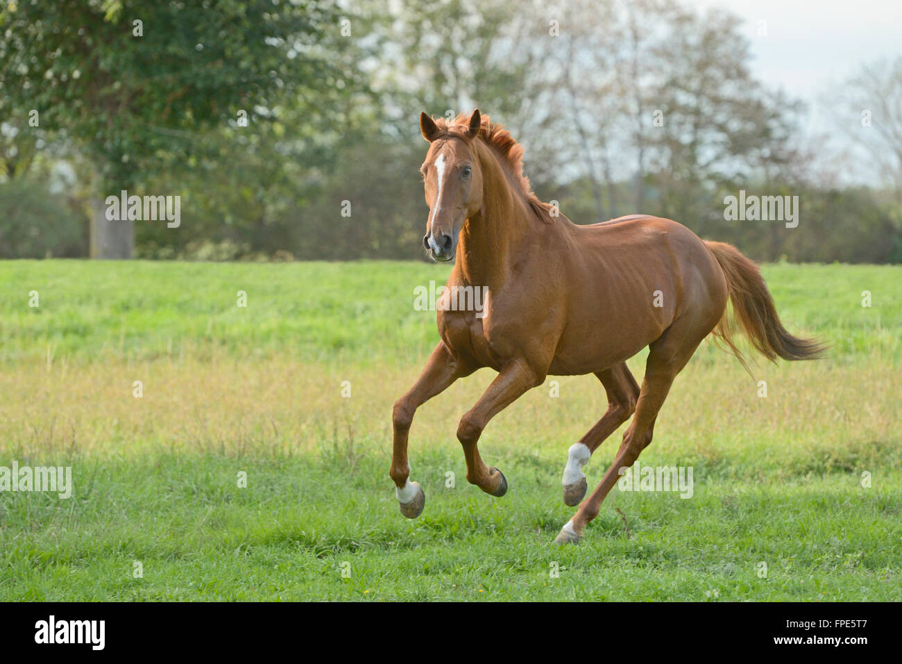 Trakehnen horse galloping in the field Stock Photo