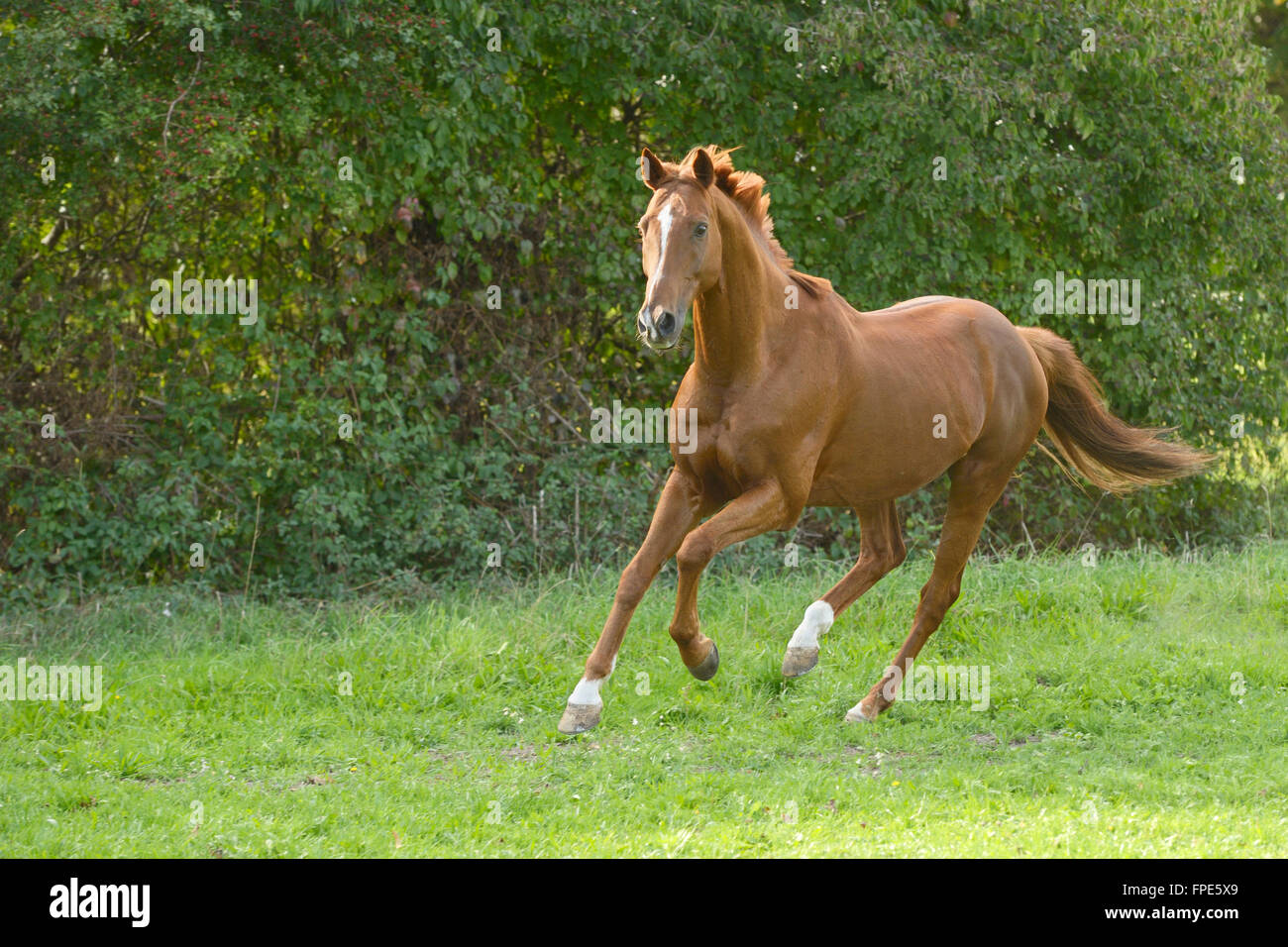 Trakehnen horse galloping in the field Stock Photo