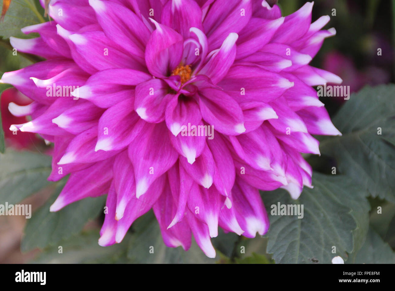Dahlia Frost Nip, cultivated ornamental herb with dissected leaves and medium sized light purple flower heads with white tips Stock Photo