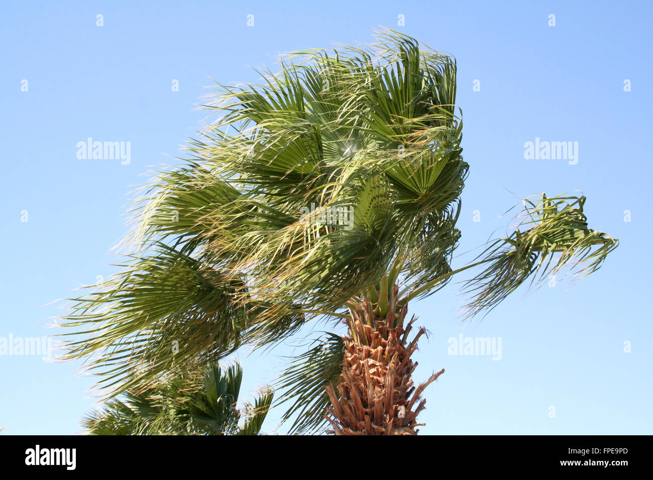 Palm tree under a strong wind Stock Photo