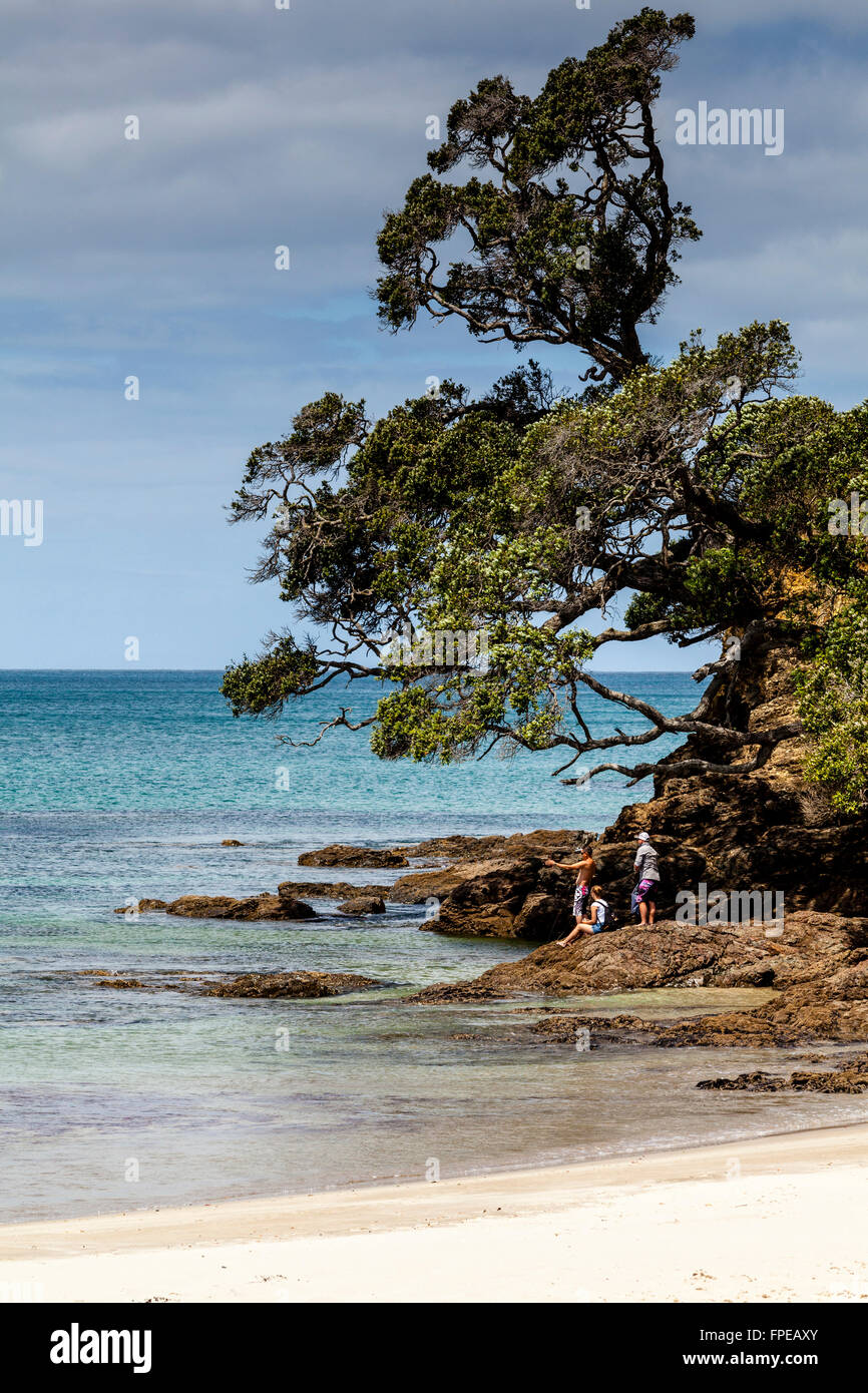 Waipu beach hi-res stock photography and images - Alamy