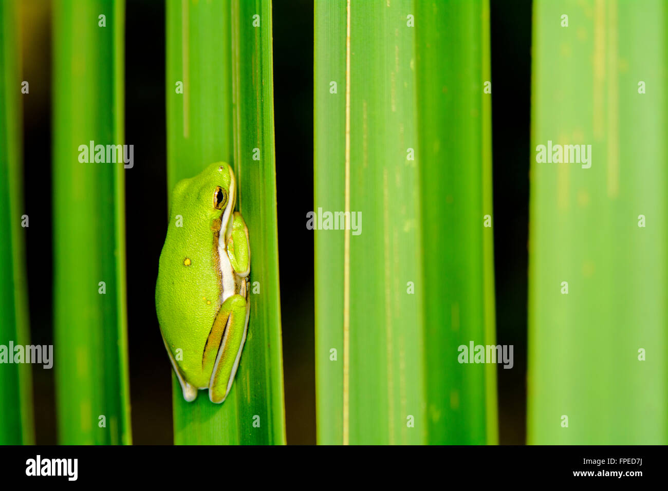 A tiny tree frog sits upon a palm leaf in Kingsley Plantation, Jacksonville Florida. Stock Photo