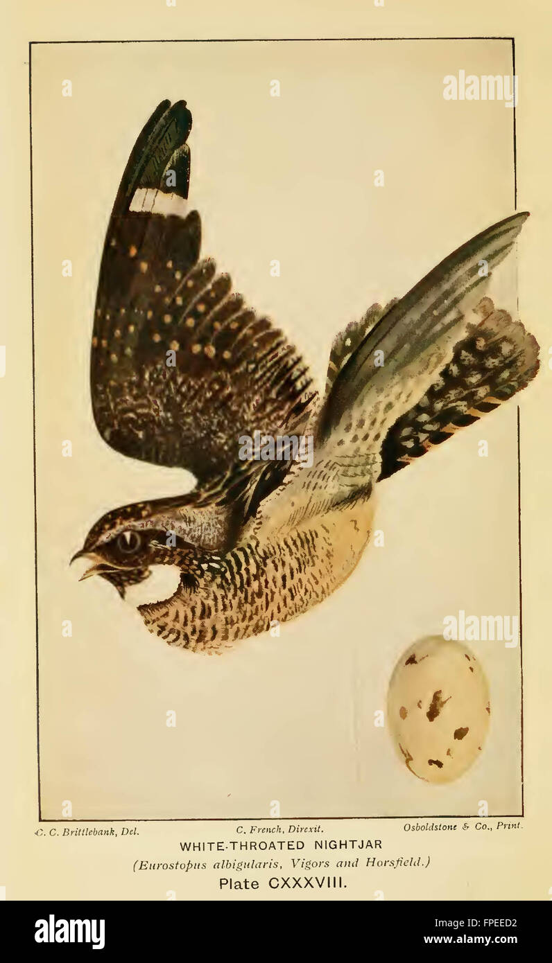 A handbook of the destructive insects of Victoria Stock Photo - Alamy