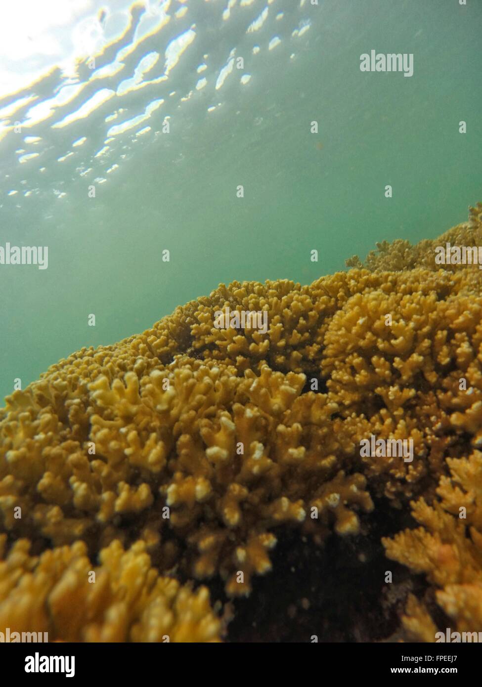 Healthy pacific reef, mostly hard corals. Stock Photo