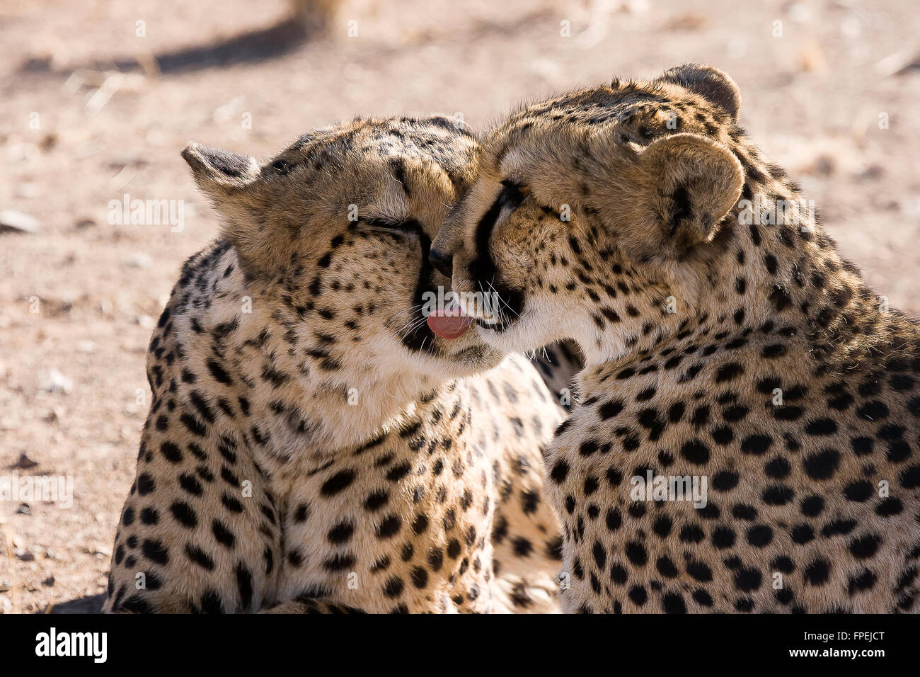 Two cheetahs lick each other (Acinonyx jubatus),  Keetmanshoop, Namibia. Stock Photo