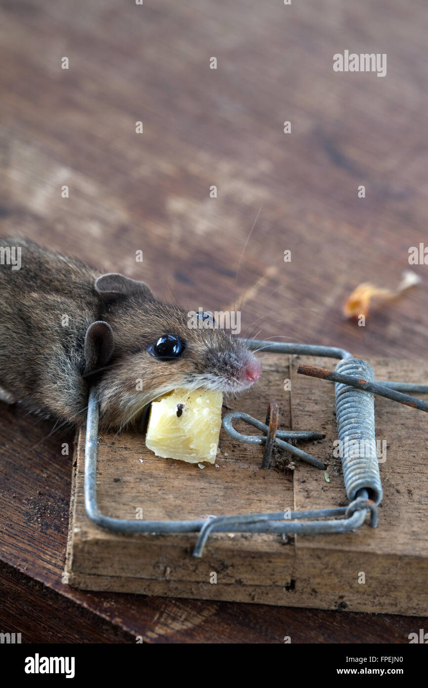 https://c8.alamy.com/comp/FPEJN0/wood-mouse-or-long-tailed-field-mouse-apodemus-sylvaticus-caught-humaely-FPEJN0.jpg