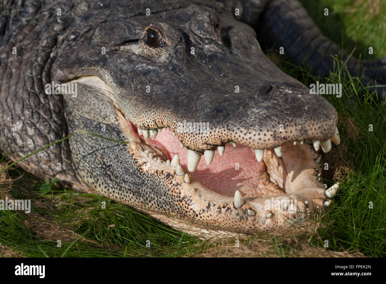 American Alligator (Alligator mississippiensis). Head, jaws, teeth. Basking on land Mouth open to cool internal body temperature Stock Photo