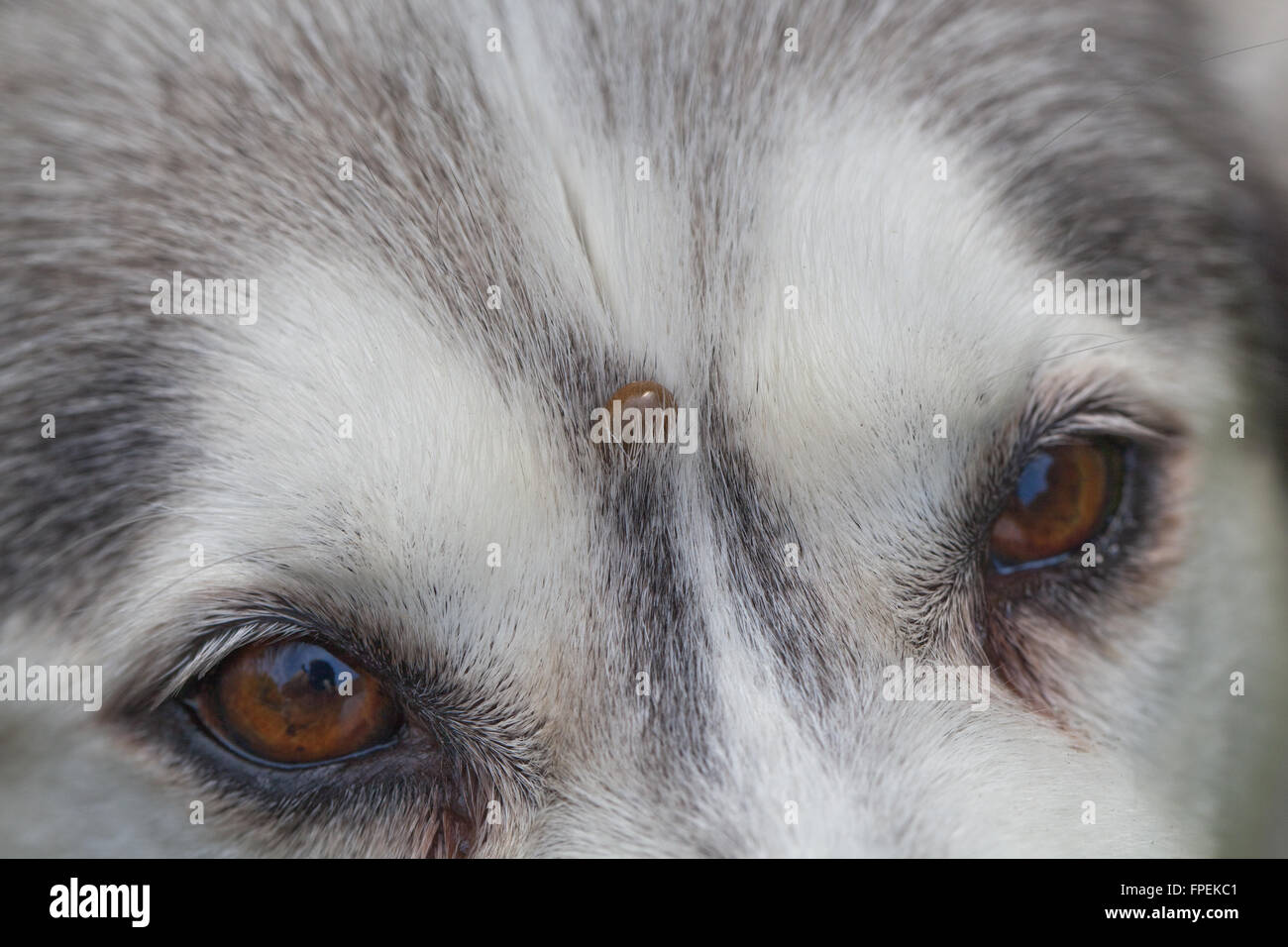 Siberian Husky. Dog. Canis lupus familiaris. Forehead. Note tick, Ixodes ricinus, embedded on forehead above between eyes. Stock Photo