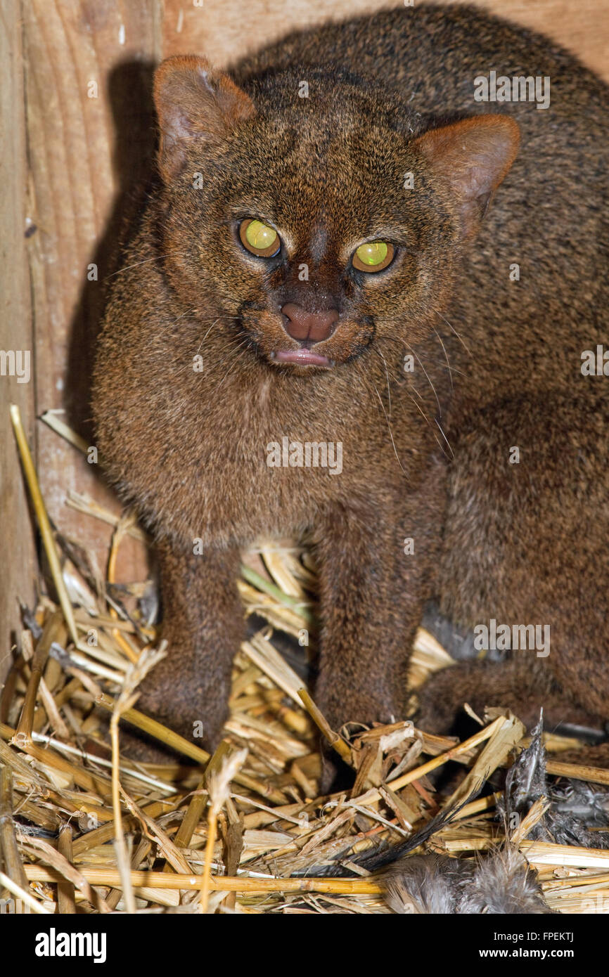 Jaguarundi (Puma yagouaroundi). Grey phase. Shy reclusive small cat, found in Central, much of South America east of the Andes. Stock Photo