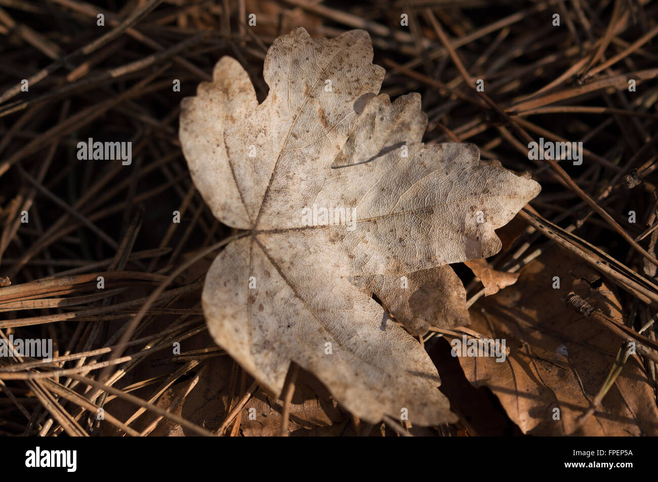 Dry Field Maple (Acer campestre) leaf on top of dry Scots Pine (Pinus sylvestris) needles. Stock Photo
