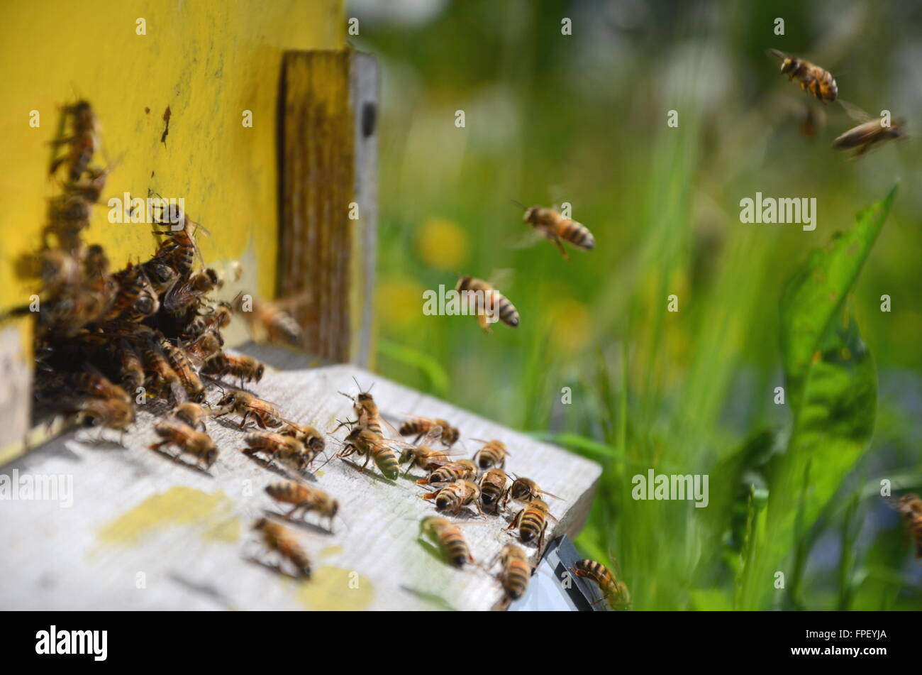 Пчелы в природе. Рой пчел. Рано вылетает пчёлы из ульев птицы звонкой весело поют мошки. Пчелы летают. Пчелы рано вылетают.