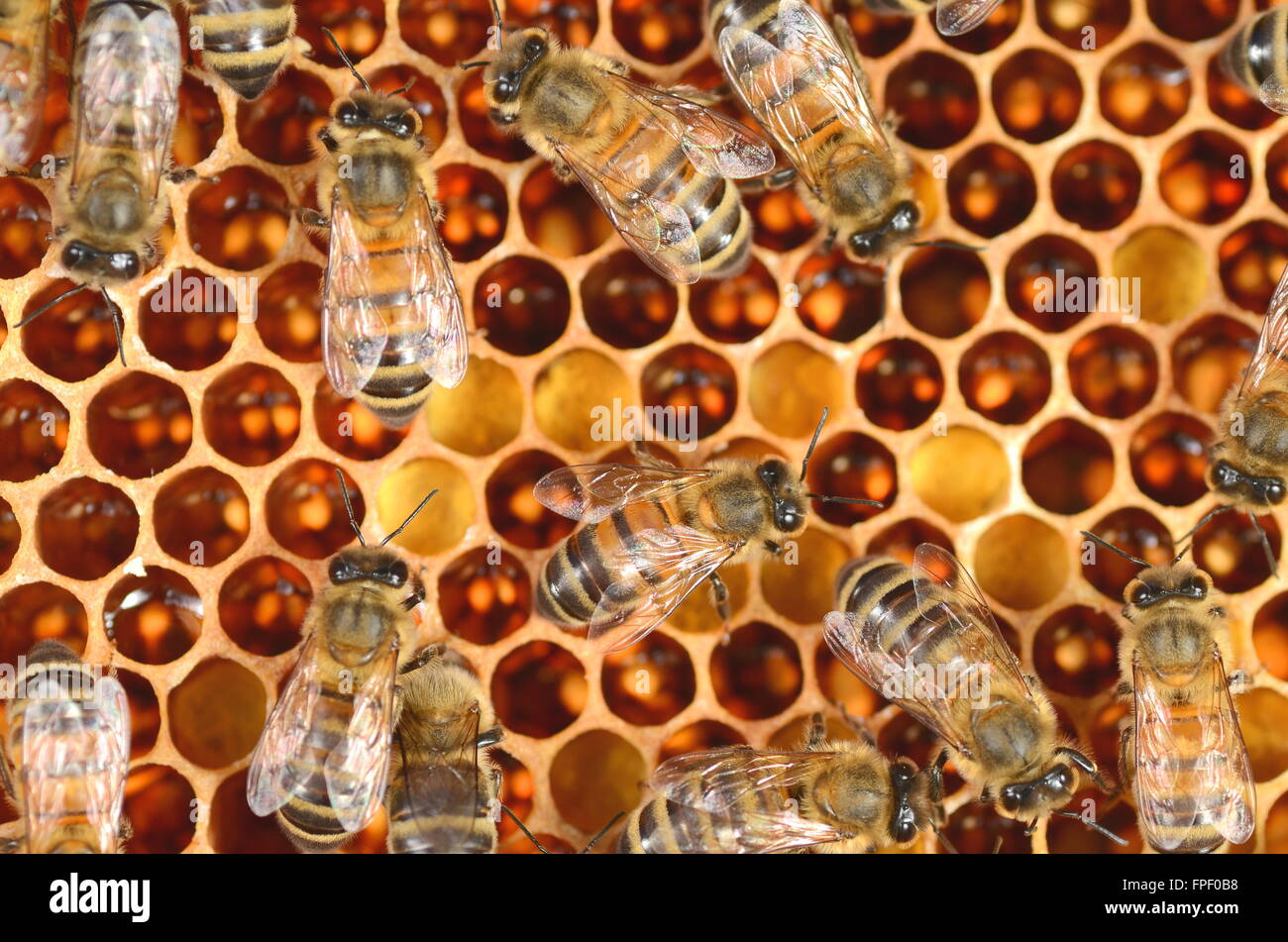 Green honeycomb structure hi-res stock photography and images - Alamy
