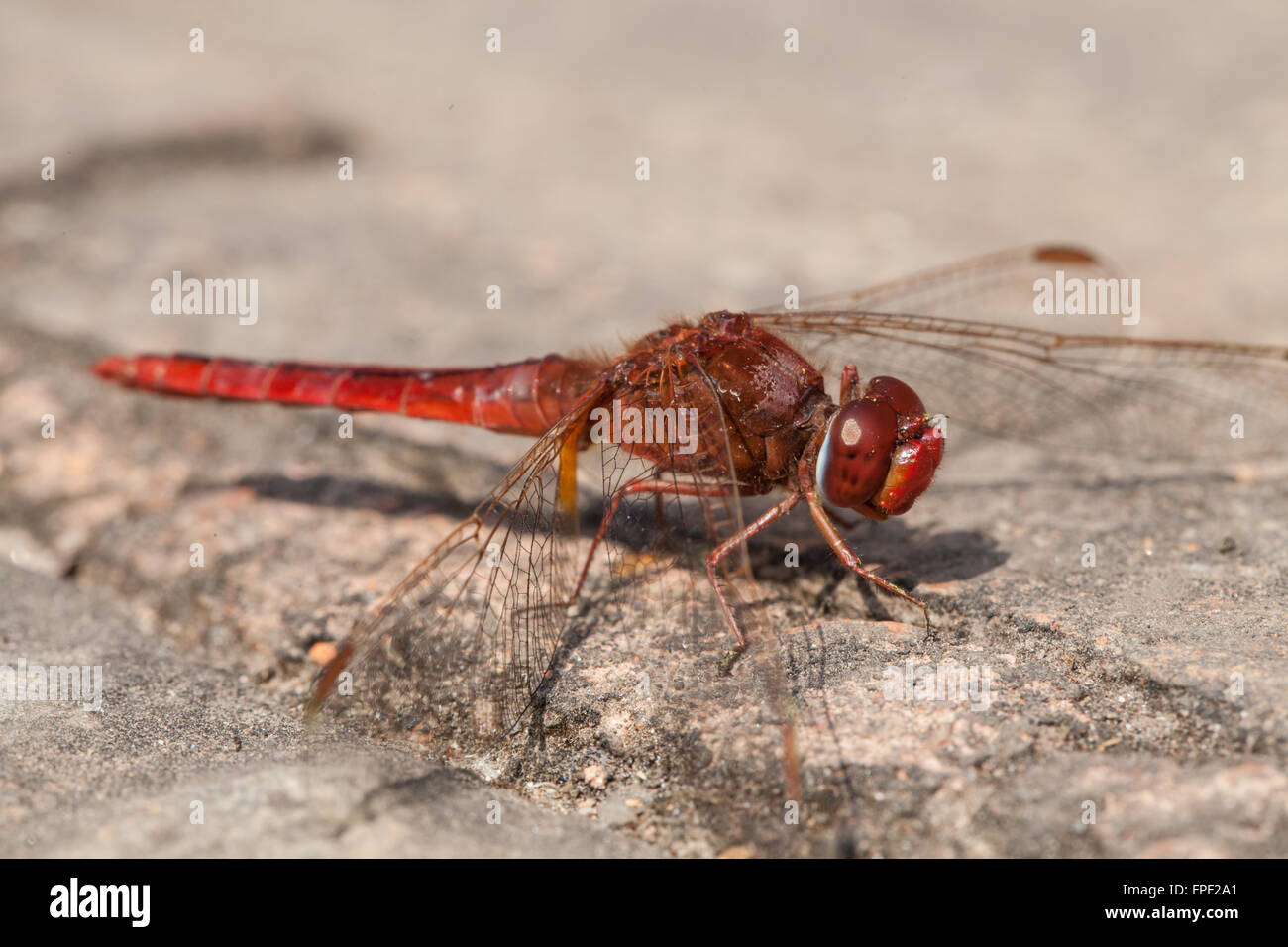 Red dragonfly - macro image Stock Photo - Alamy
