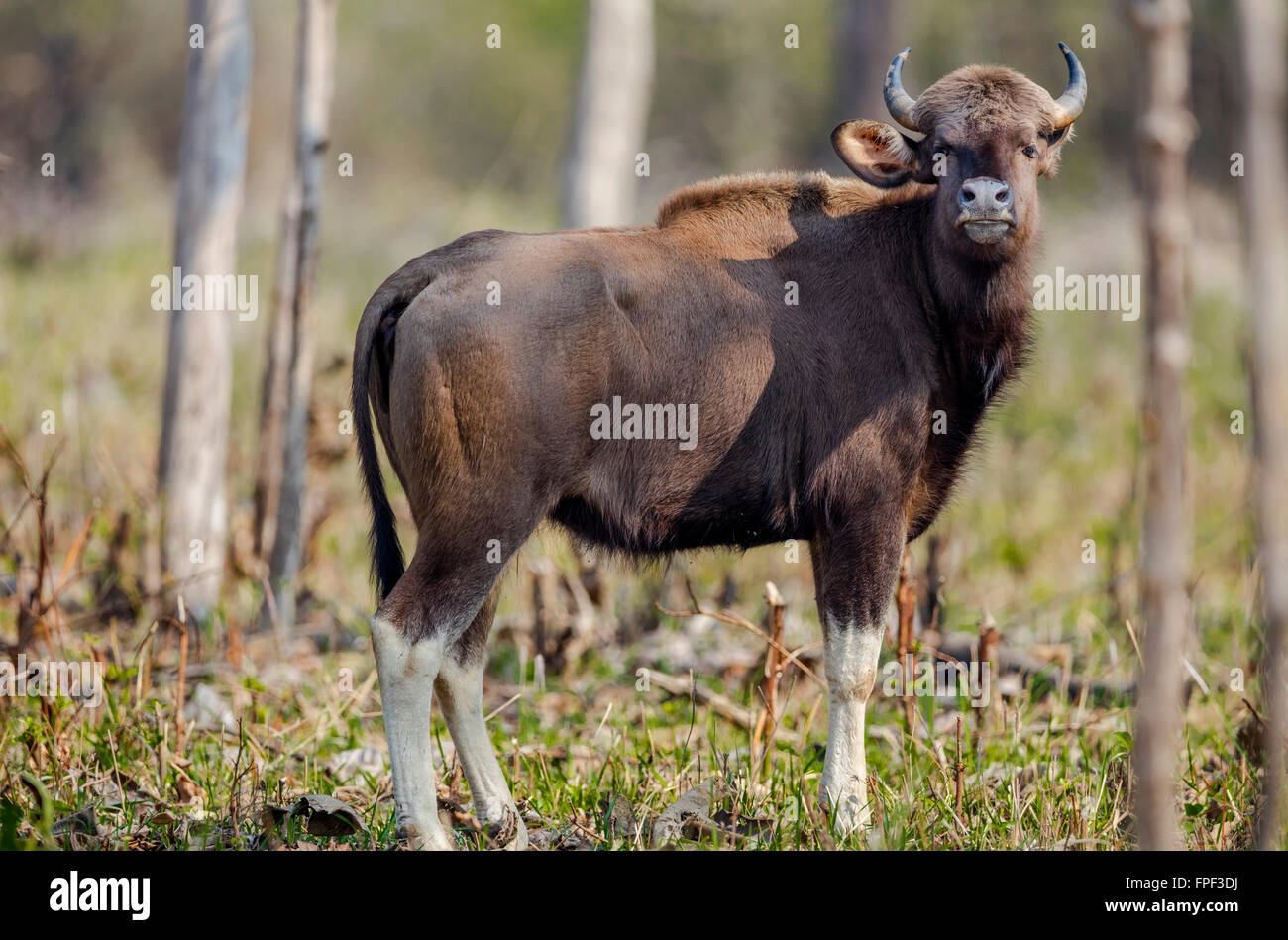 India Gaur looking alert at Tadoba forest, India. Stock Photo