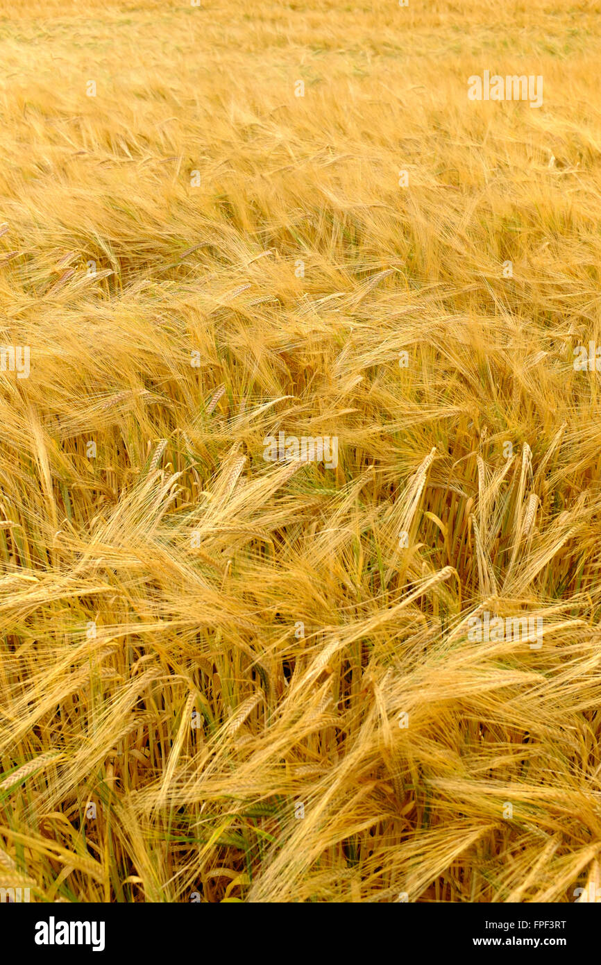 Rows of ripened barley (Hordeum vulgare) growing in a field Stock Photo